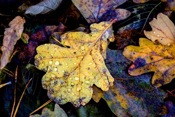 Лист осеннего дуба с капельками воды — стоковое фото