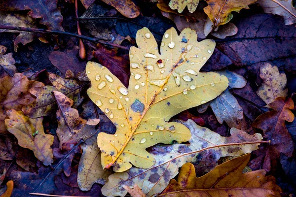 Foglia autunnale con gocce d'acqua — Foto Stock