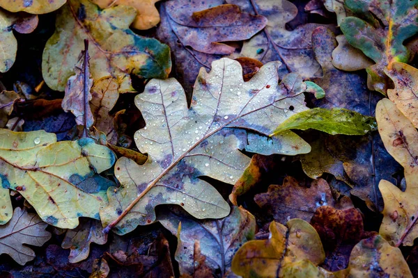 Dubový podzimní listáž — Stock fotografie