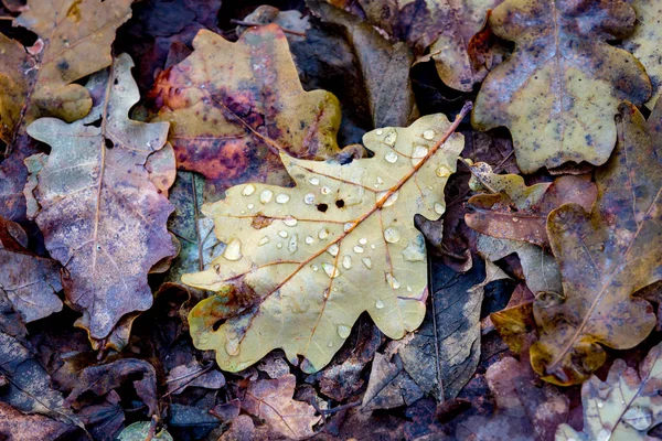 Foglie cadute di quercia autunno — Foto Stock