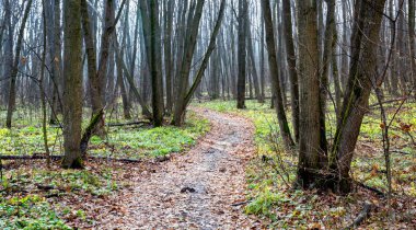 Sonbahar yapraksız orman