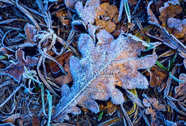 Bella sola foglia di quercia rozen — Foto Stock