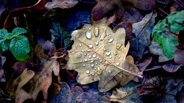 Hoja de autum con gotas de agua — Foto de Stock