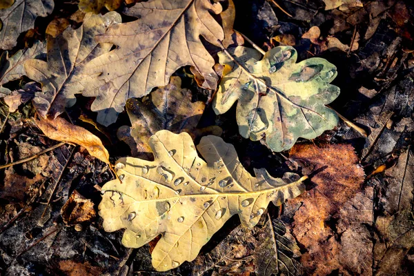 Querce foglie autunnali con gocce d'acqua — Foto Stock