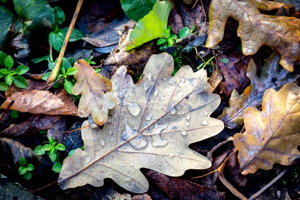 Abstracte herfst bladeren met waterdruppels — Stockfoto