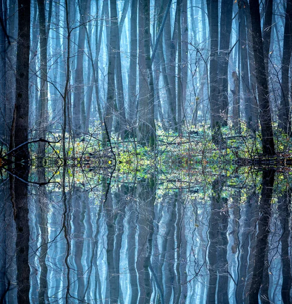 Paisaje brumoso en el bosque —  Fotos de Stock