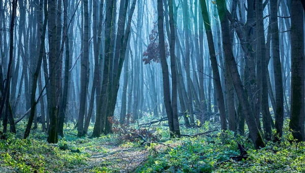 Τοπίο σε Φθινοπωρινό δάσος — Φωτογραφία Αρχείου