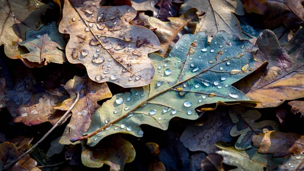 Gocce d'acqua su foglie di quercia cadute — Foto Stock