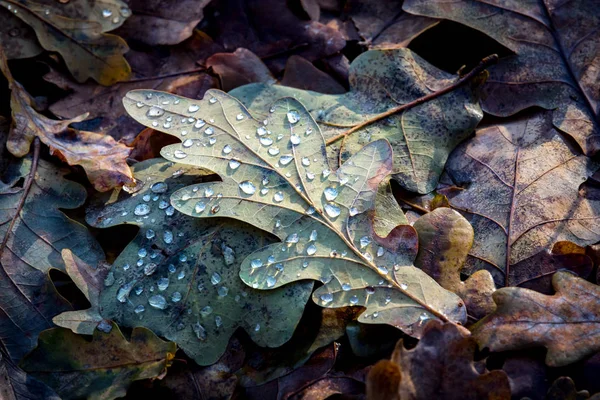 Gevallen eiken leafage — Stockfoto