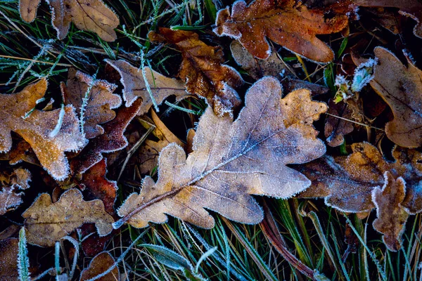 Folhas de carvalho congeladas — Fotografia de Stock