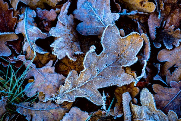 Schöne gefrorene Eichenblätter — Stockfoto