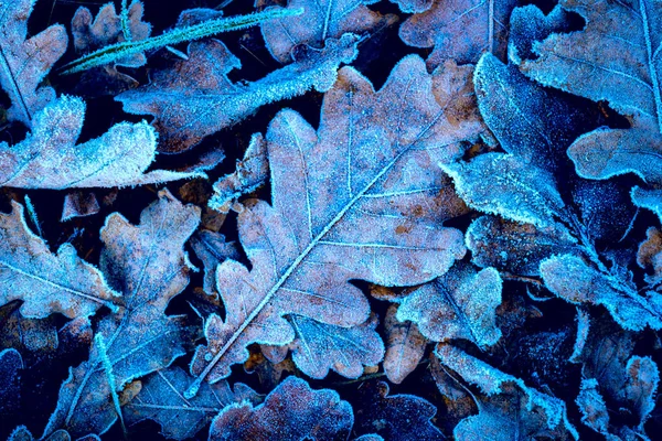 Foglie di quercia congelate — Foto Stock