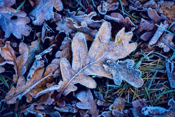 추상 언된 오크 잎 — 스톡 사진