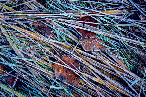 Herbe congelée abstraite — Photo