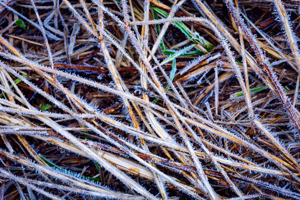 Zmrazené suché trávy — Stock fotografie