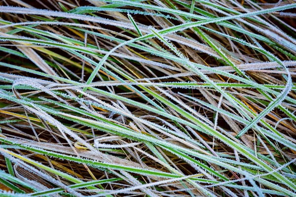 Frozen green grass — Stock Photo, Image