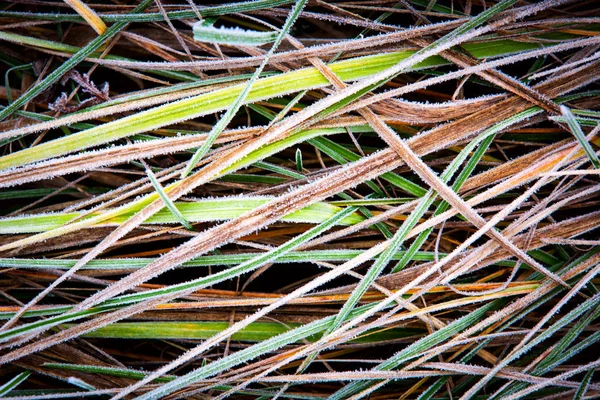 Bevroren herfst gras — Stockfoto