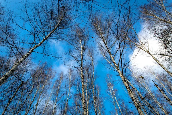 Leafless trees in forest on sky background — Stock Photo, Image