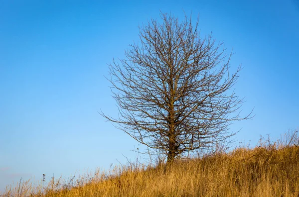 Árvore sem folhas no prado de outono contra o céu azul — Fotografia de Stock