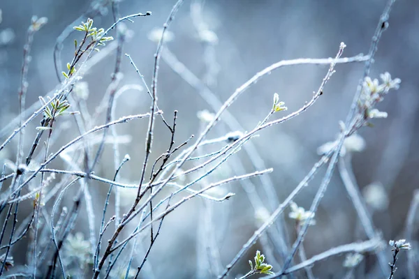 Plantas congeladas abstratas — Fotografia de Stock