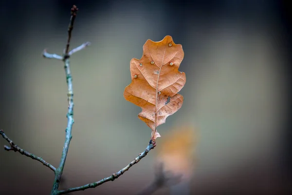 Ostatnia jesień liść na gałązka — Zdjęcie stockowe