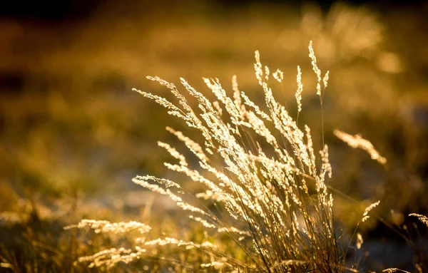 Herbe sèche sur la prairie en plein soleil — Photo