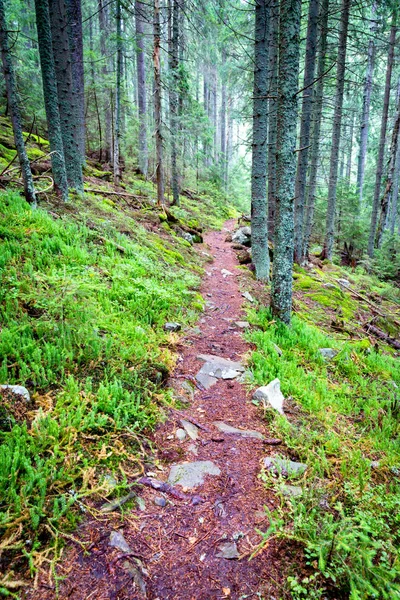 Camino en el bosque — Foto de Stock