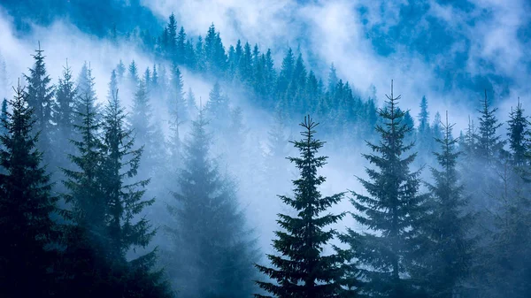 Pine forest in blue fog — Stock Photo, Image