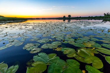 nilüferler göl ile akşam sahne
