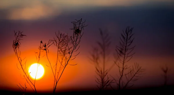 Gras op zonsondergang achtergrond — Stockfoto