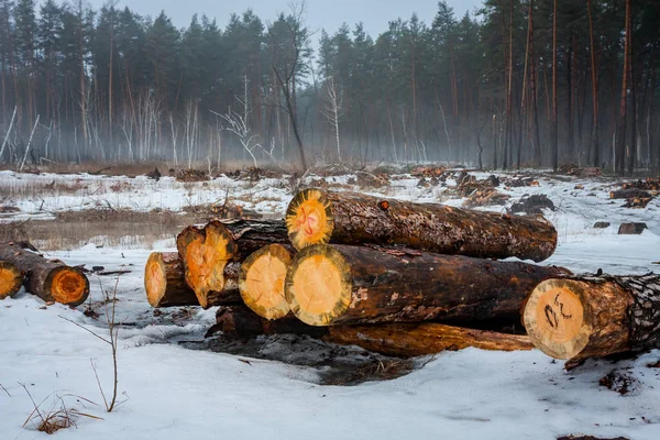 Wooden logs on winter meadow meadow — Stock Photo, Image