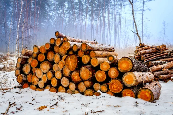 Houten stammen in het bos — Stockfoto