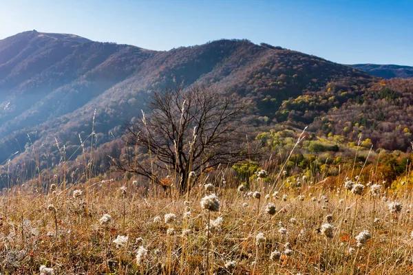 Осенний луг в горах — стоковое фото