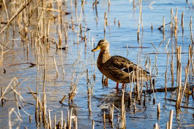 Göl kenarında komik dack