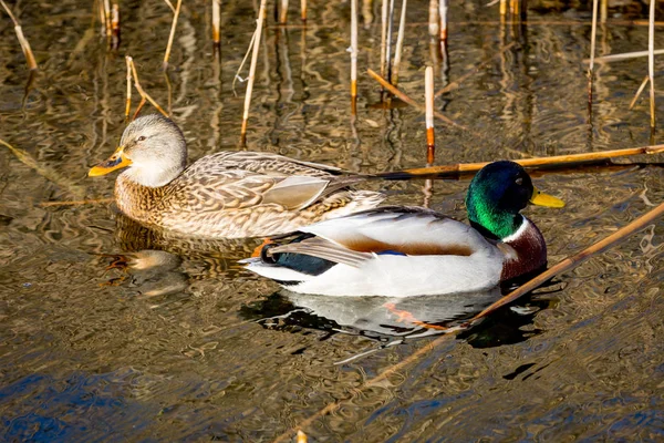 Duck family on lake — Stock Photo, Image