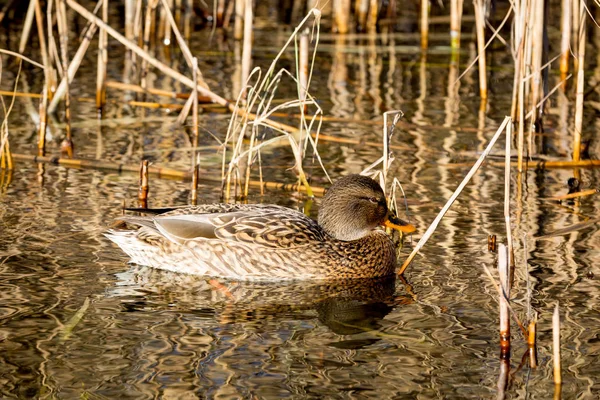 Brown duck swim on lake — Stock Photo, Image