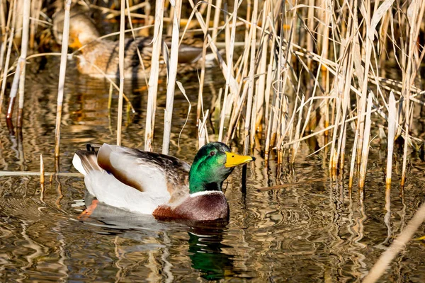 Funny duck swim on river — Stock Photo, Image