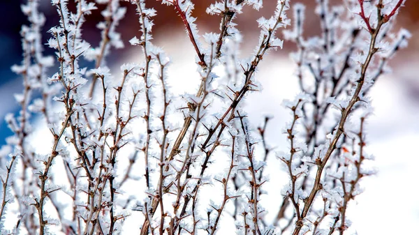 Frozen twig with thorns — Stock Photo, Image