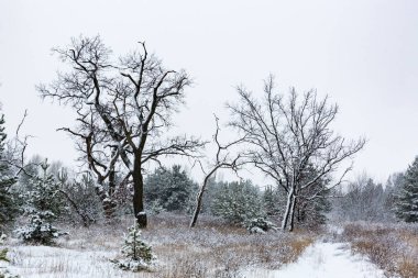 Kışın ormandaki ağaçlar