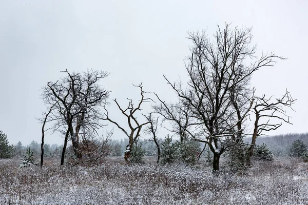 Leafless trees on winter meadow — Stock Photo, Image