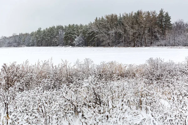 Prado de invierno en el bosque — Foto de Stock