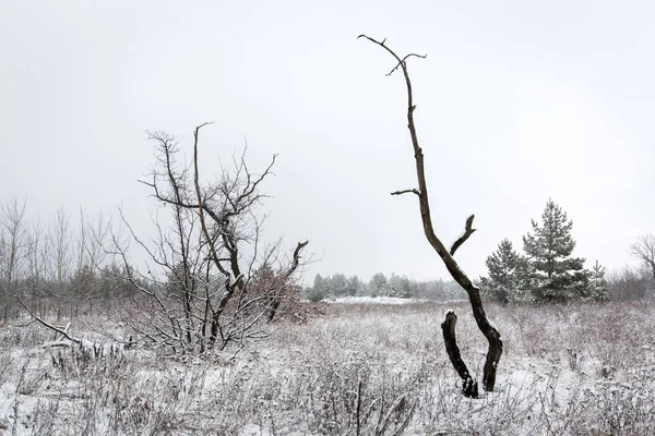 Oude boom op winter weide — Stockfoto