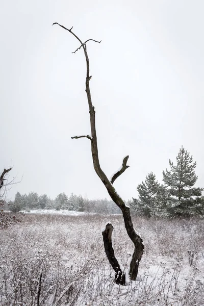 Old tree in winter — Stock Photo, Image