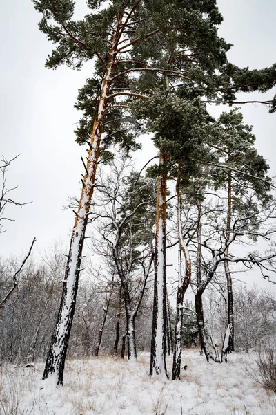 Dennen in winter forest — Stockfoto