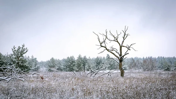 Vieil arbre sur prairie d'hiver — Photo