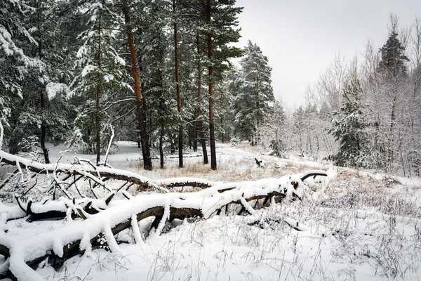 Árbol muerto cubierto de nieve en el bosque de pinos — Foto de Stock