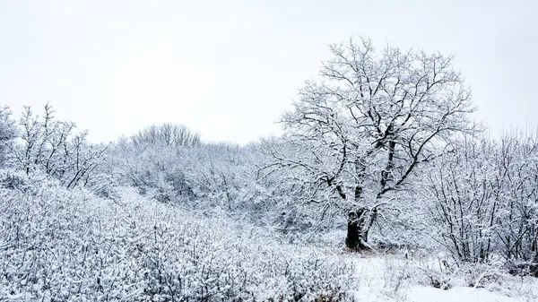 Frusna skogen på vintern — Stockfoto