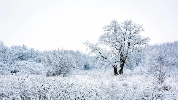 Замерзшее дерево на заснеженном лугу — стоковое фото