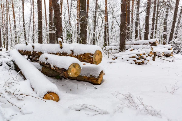 Winter in forest — Stock Photo, Image