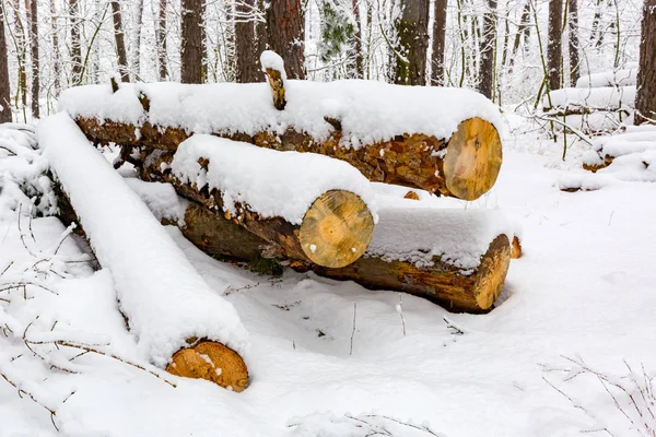 Wooden logs in winter forest — Stock Photo, Image